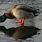 Meine letzte Eis-Ente bis zum nächsten Winter