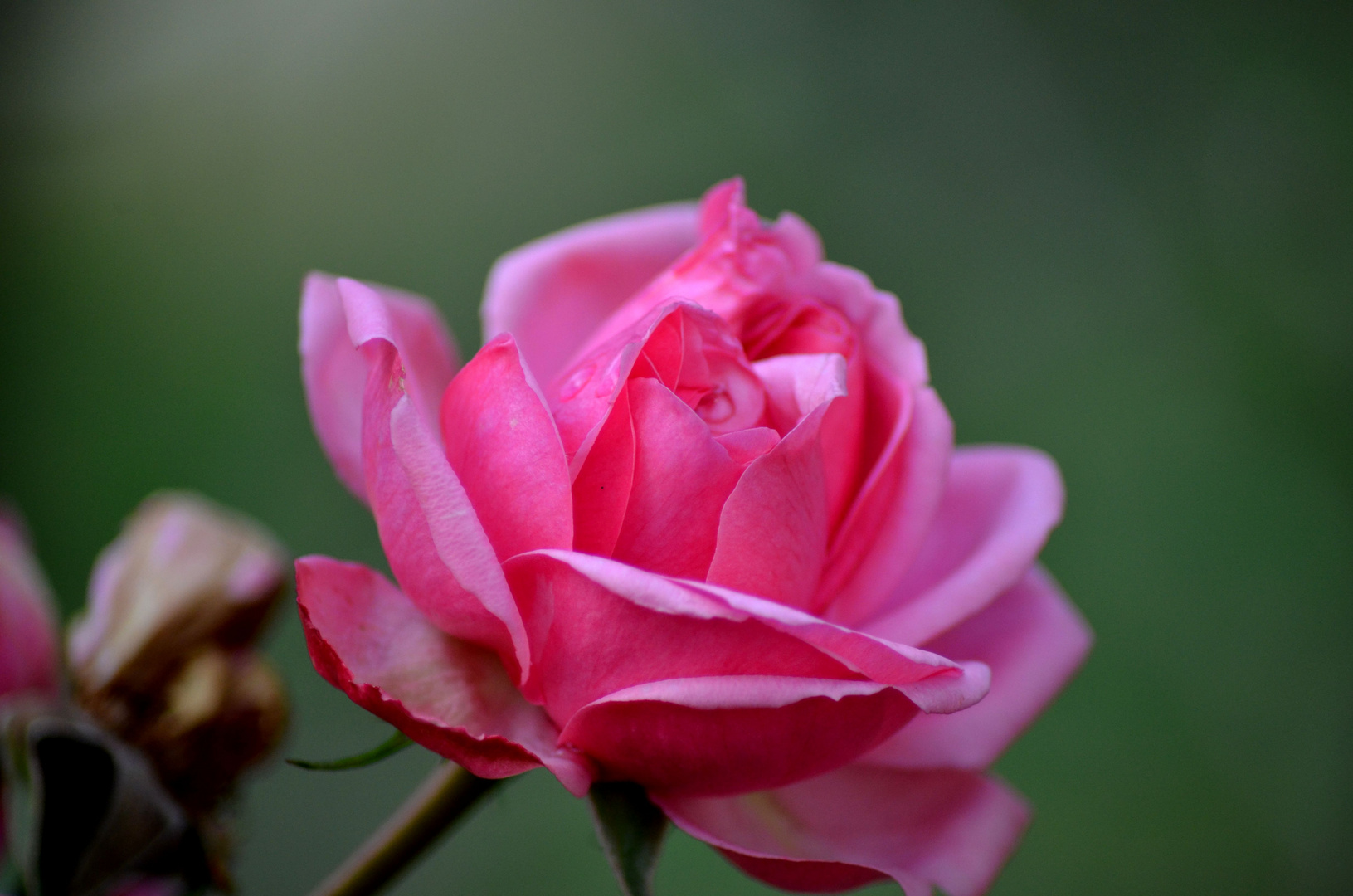 Meine letzte Gartenrose für dieses Jahr , nun ist sie erfroren....