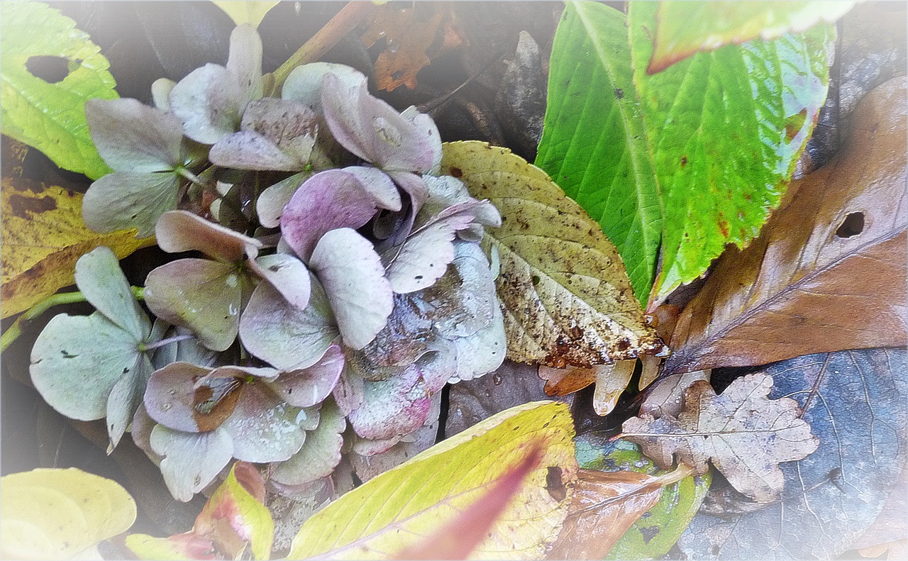 meine letzte Hortensie im bunten Blätterwald