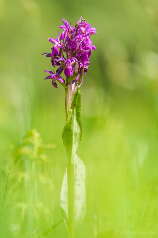 (M)eine letzte Orchidee