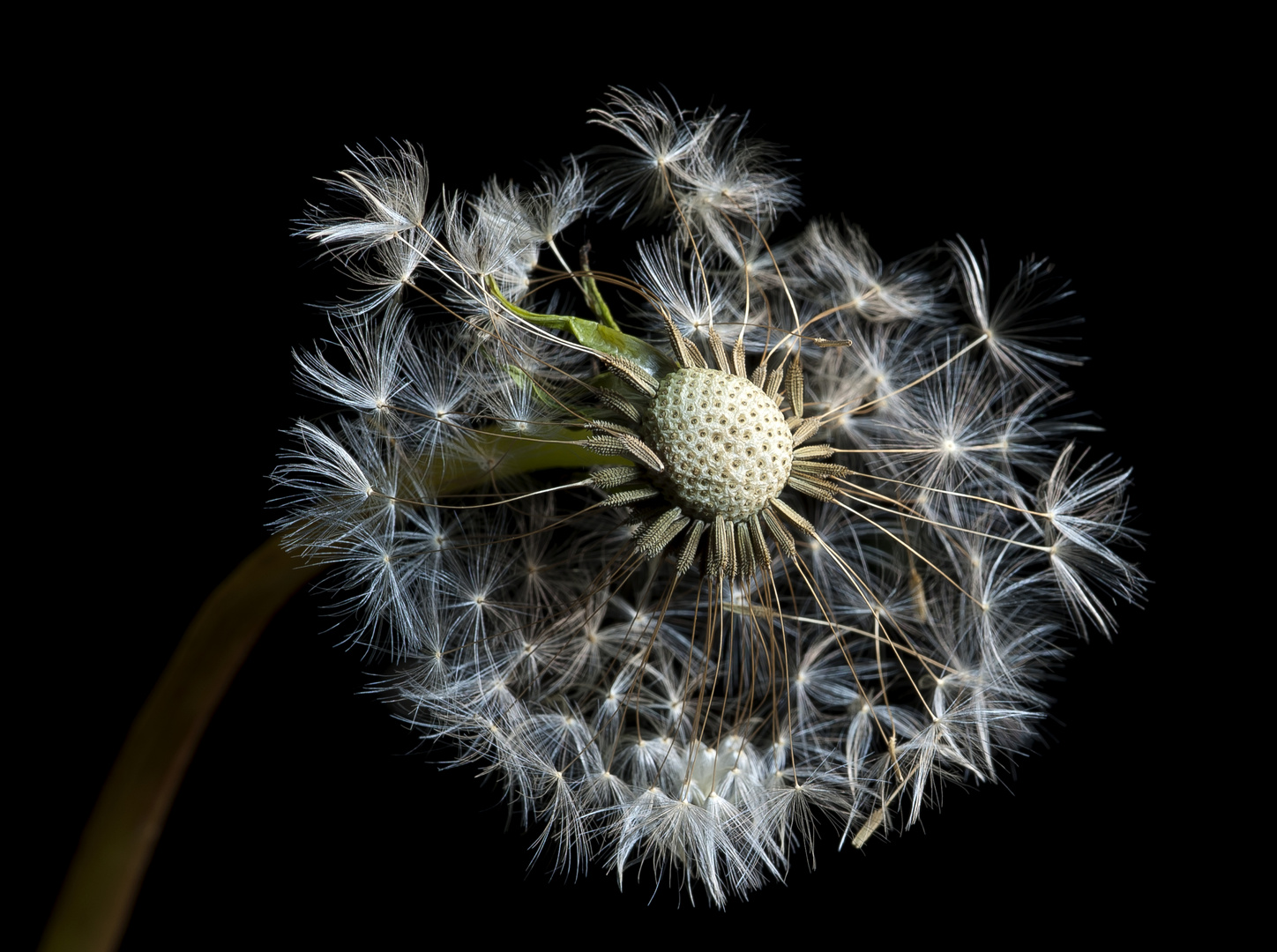 Meine letzte Pusteblume