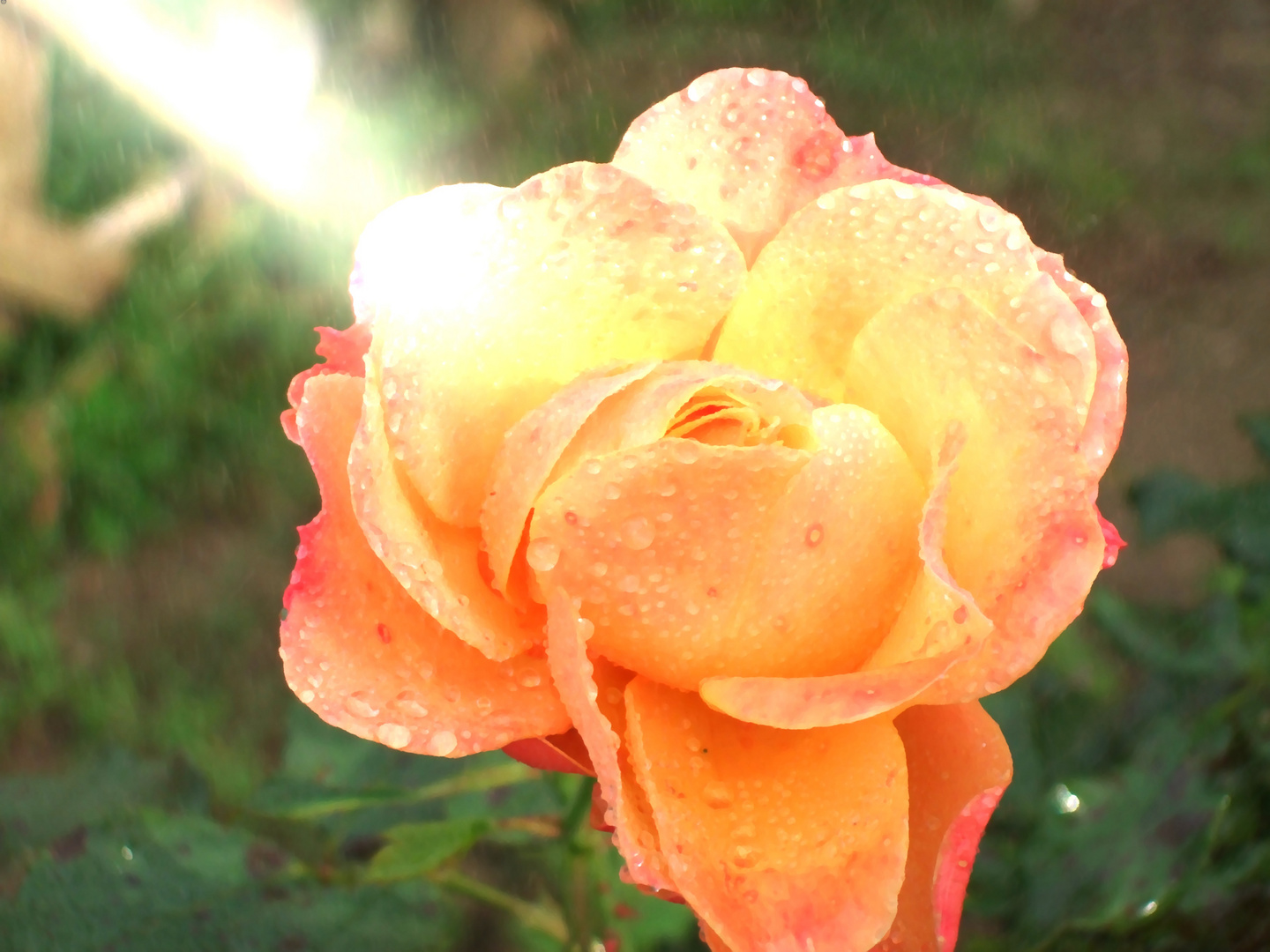 Meine letzte Rose..................