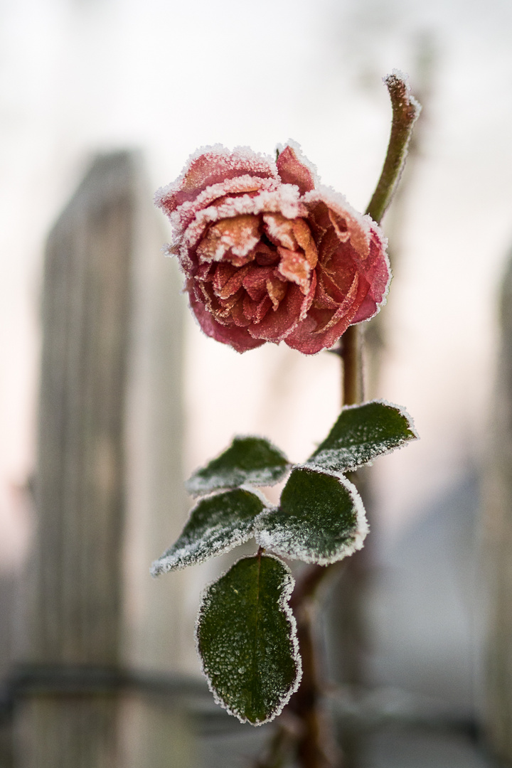 Meine letzte Rose im Frost