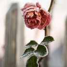 Meine letzte Rose im Frost