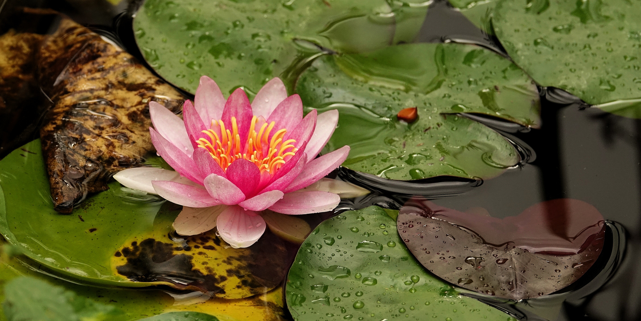 ....Meine letzte Seerose in diesem Jahr...