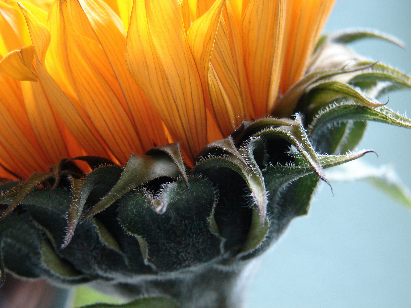 meine letzte Sonnenblume