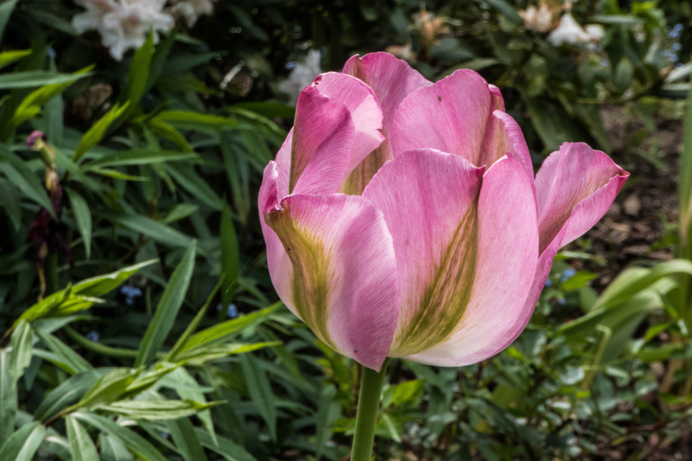 Meine letzte Tulpe