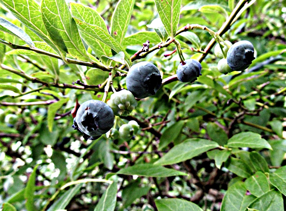 meine letzten Blaubeeren