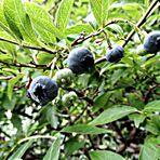 meine letzten Blaubeeren