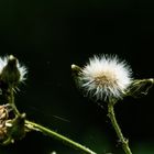 Meine letzten Herbstblüten 2016