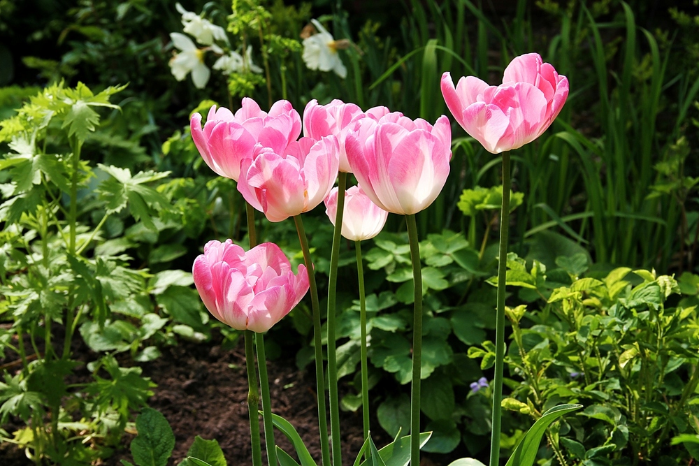 meine letzten Tulpen ... ?