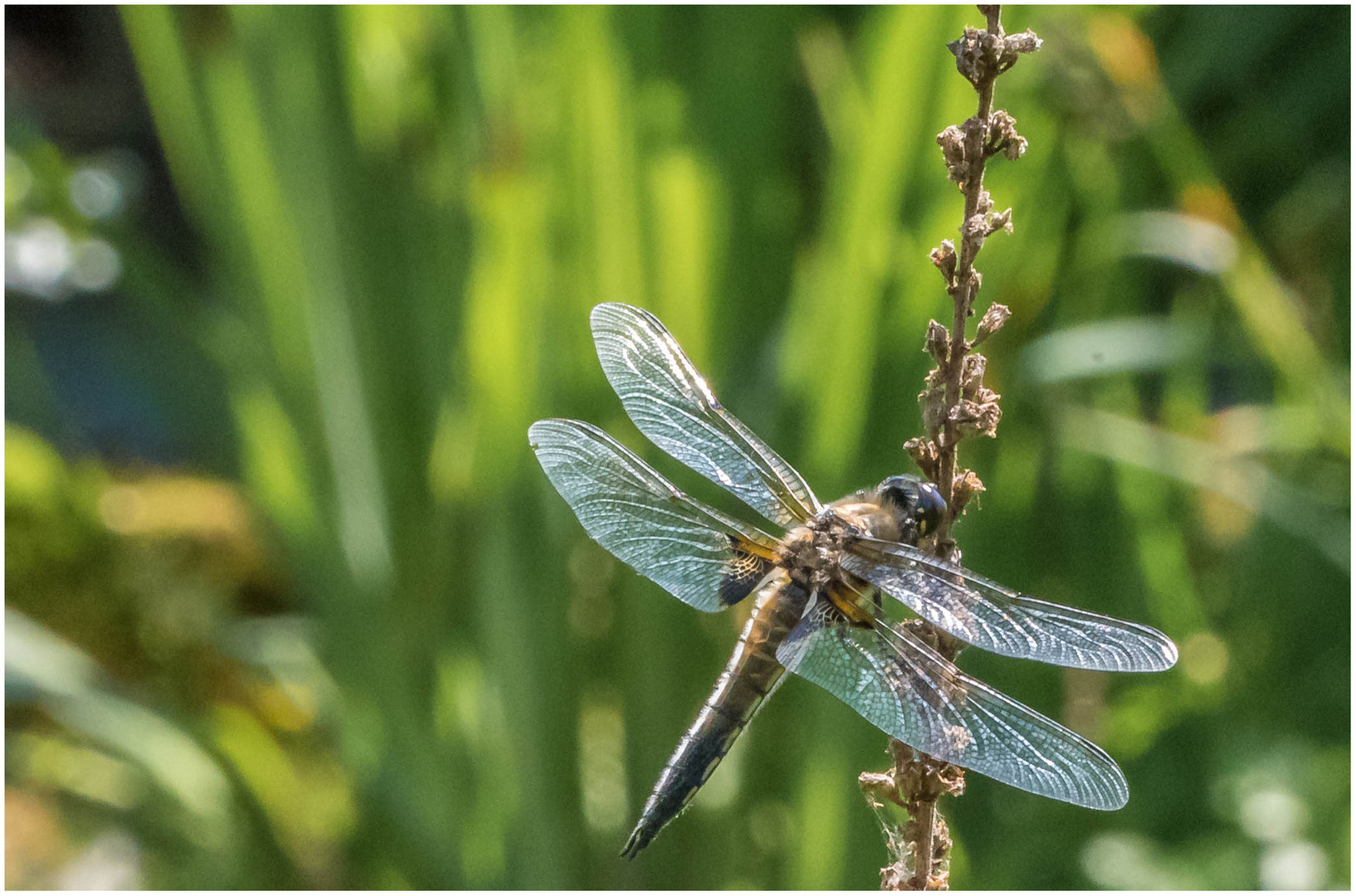 "meine" Libelle