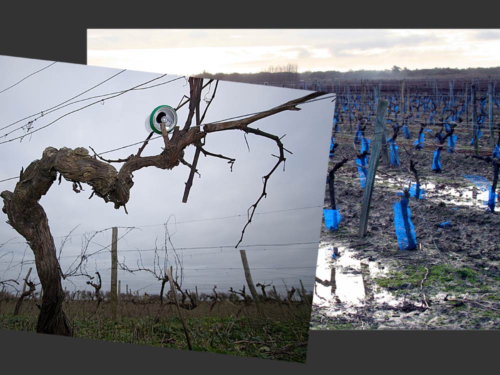 Meine liebe El Len - In vino veritas sit- oder die Züchtung von Heineken Spätlese & Blauburgunder