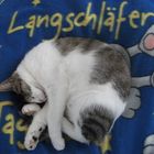 Meine liebe Katze Babsi - ein Langschläfer auf meinem Bett !