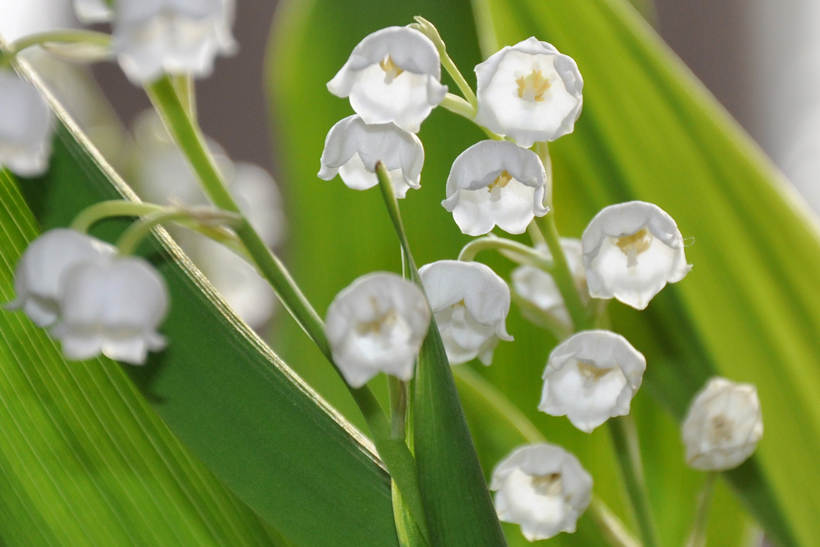 Meine lieblings Blumen!