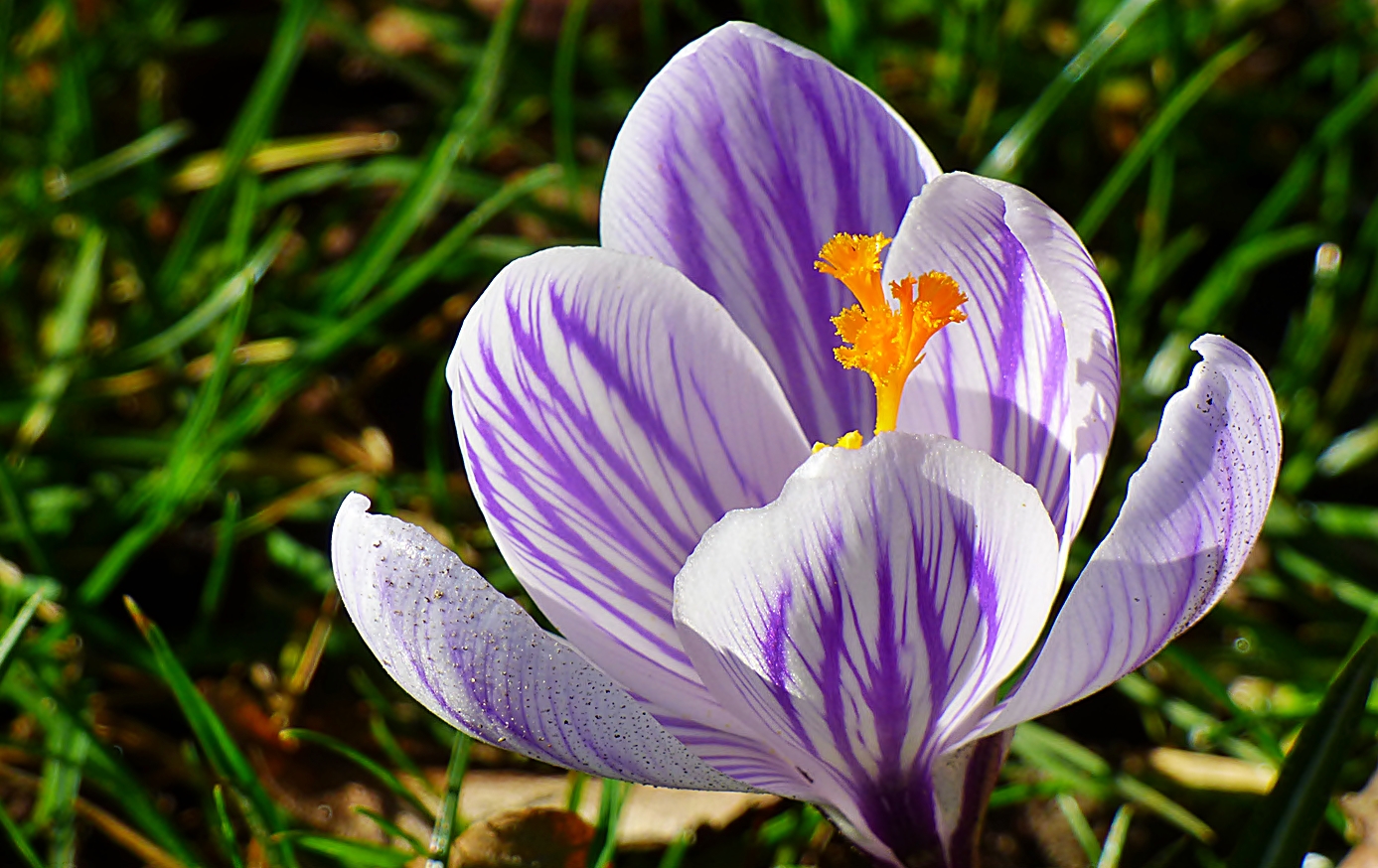 Meine Lieblings-Krokusse, . . .