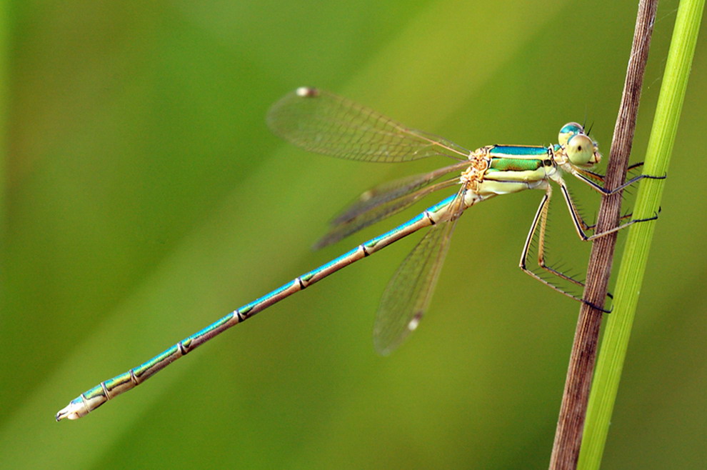 Meine Lieblings Lestidae