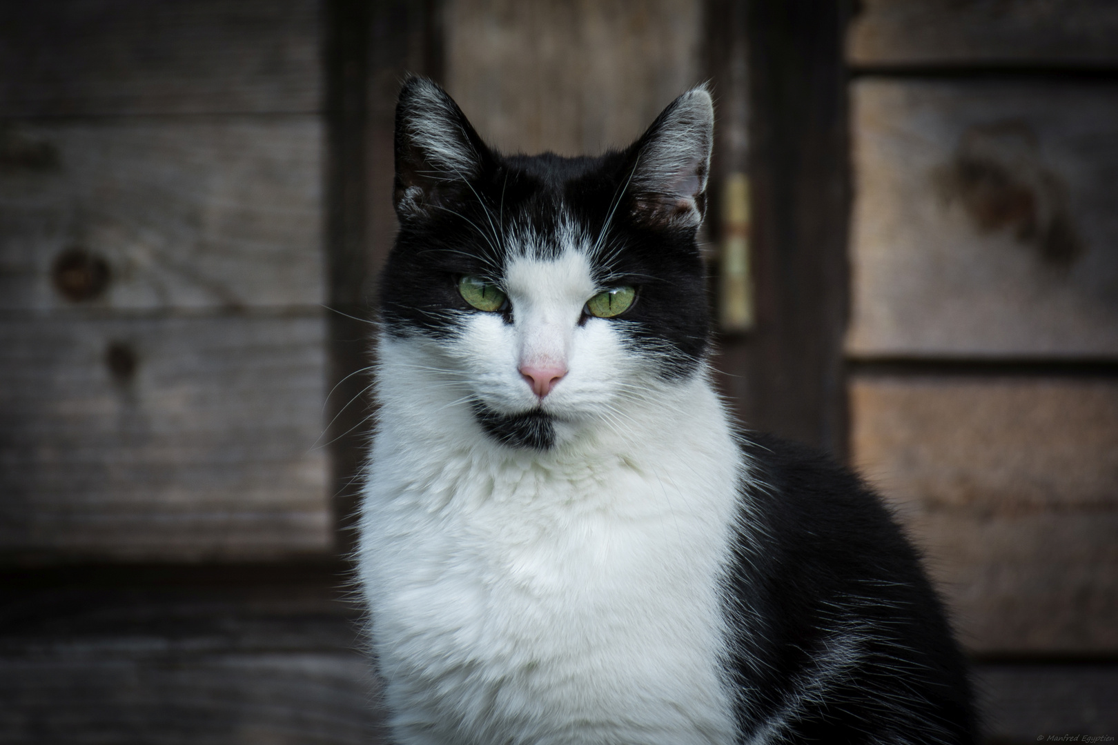 Meine Lieblings Nachbars Katze