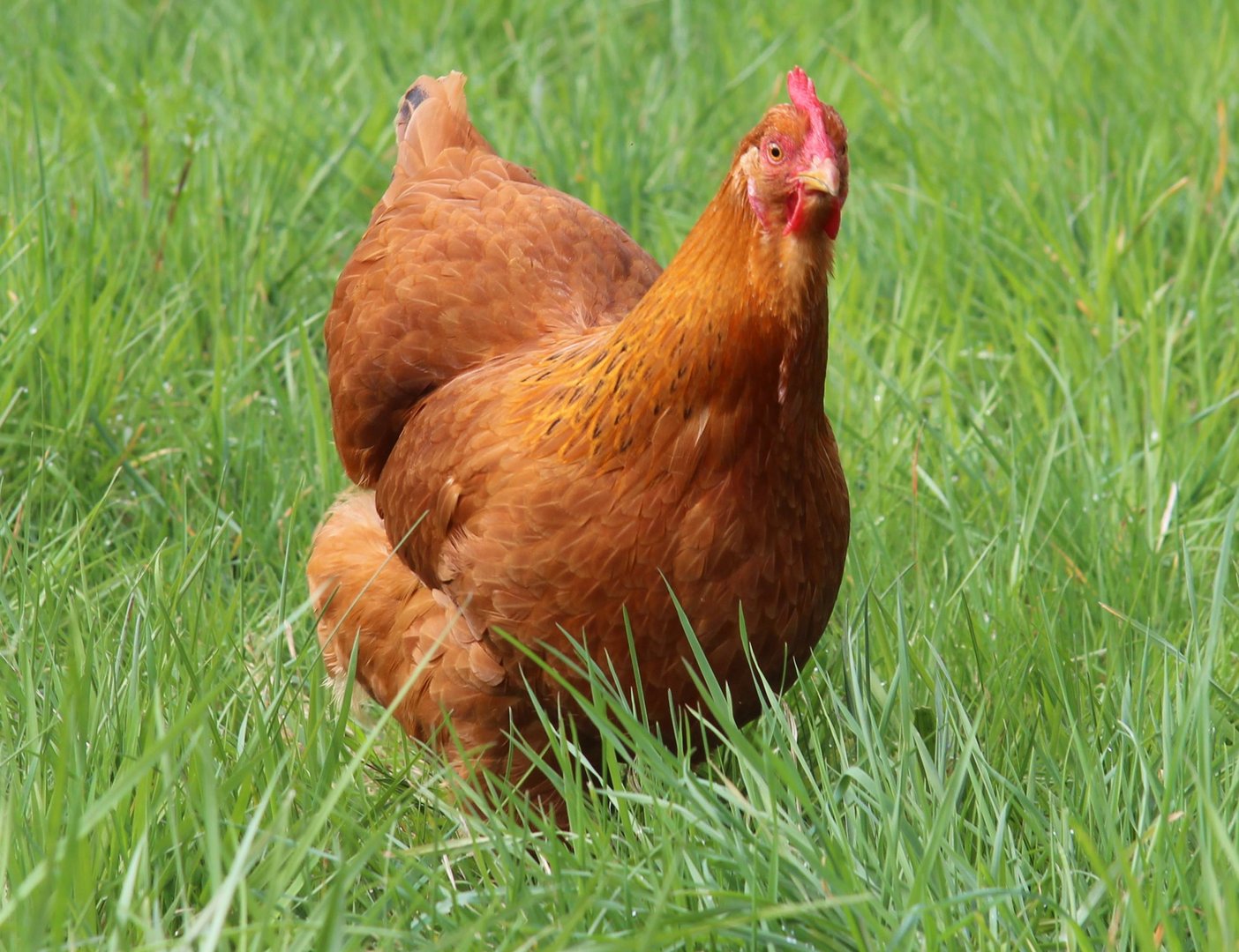 Meine Lieblings - New Hampshire Henne Foto & Bild | tiere, haustiere