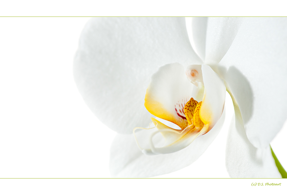 Meine Lieblings-Orchidee