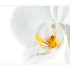 Meine Lieblings-Orchidee