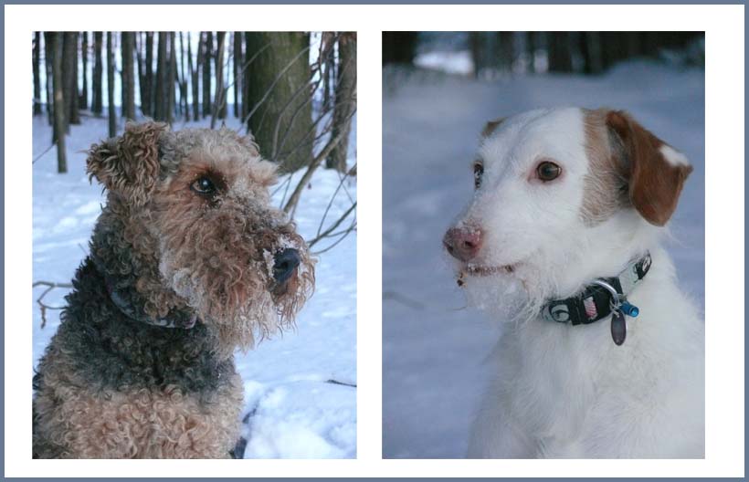 Meine Lieblings-Schneeschnuten