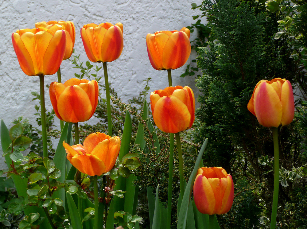meine Lieblings-Tulpen