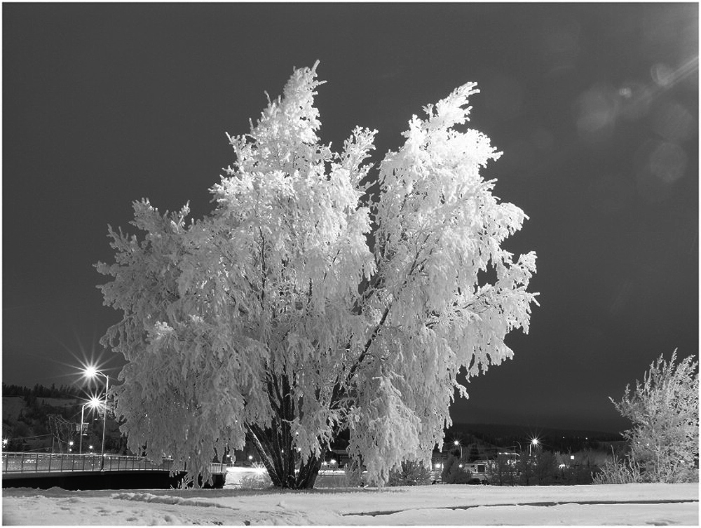 meine lieblings weide (reloaded)