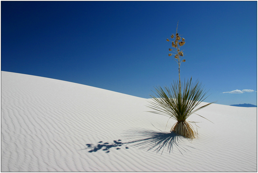 meine lieblings-yucca ... reload