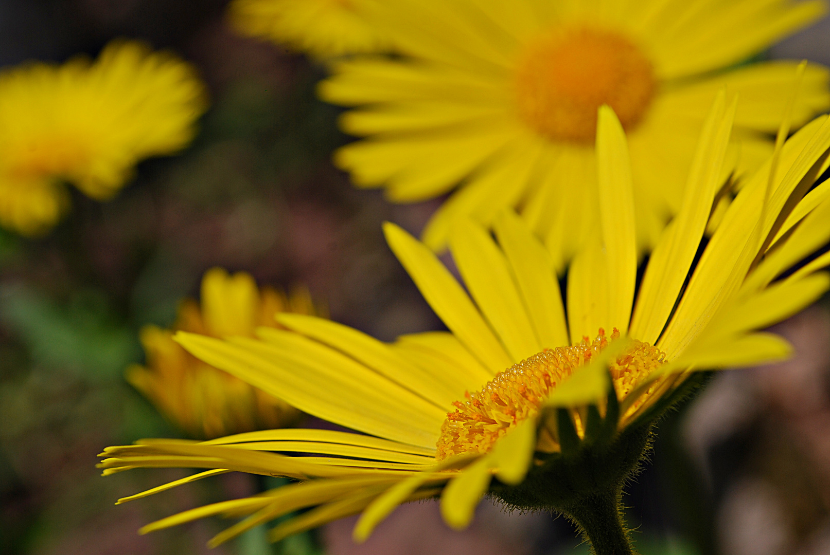 meine Lieblings-Zauberblume...