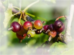 Meine Lieblingsbeeren