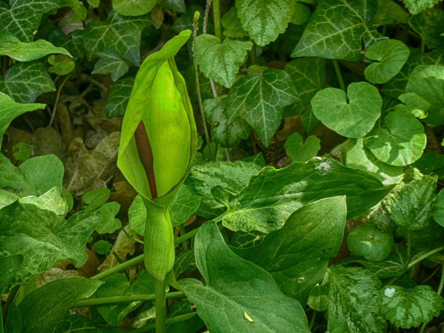 Meine Lieblingsblume