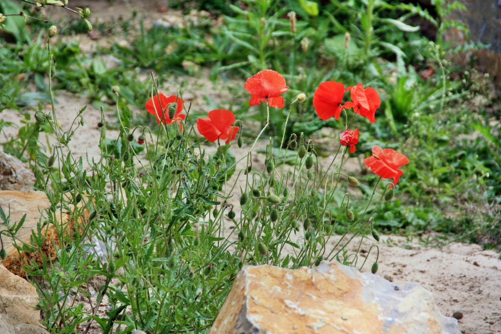 meine Lieblingsblume