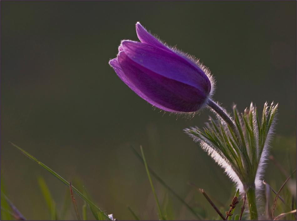 Meine Lieblingsblume