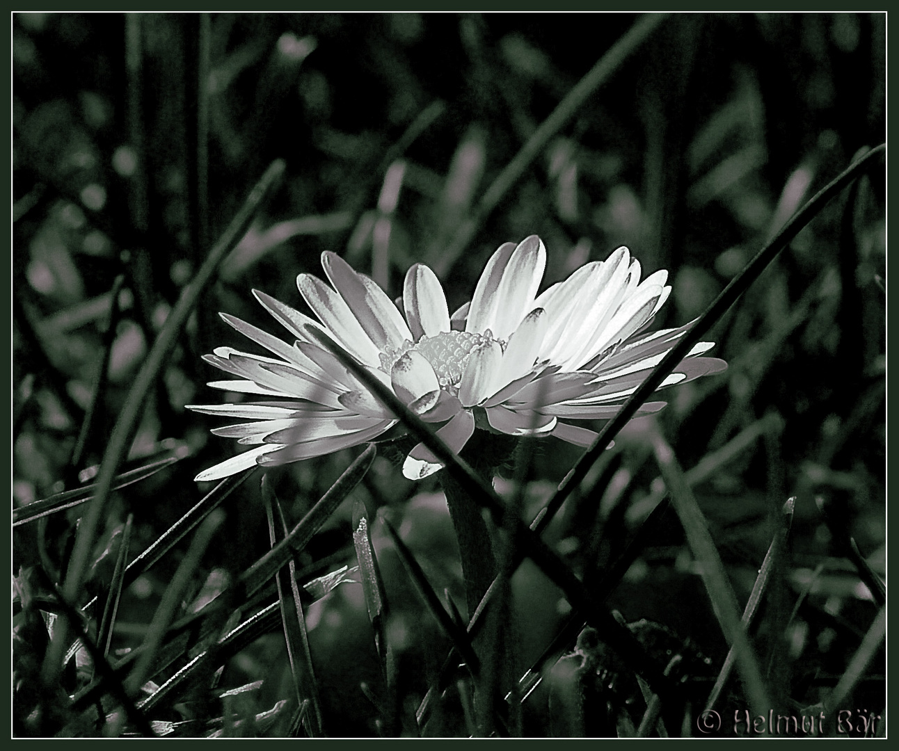 Meine Lieblingsblume