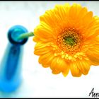 Meine Lieblingsblume =)