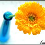 Meine Lieblingsblume =)