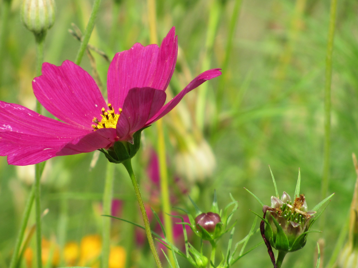 Meine Lieblingsblume