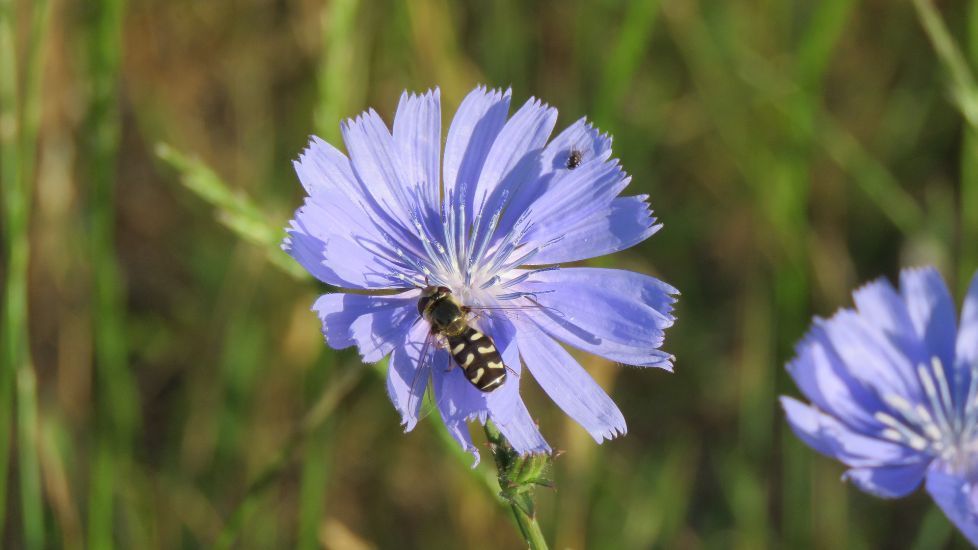 Meine Lieblingsblume