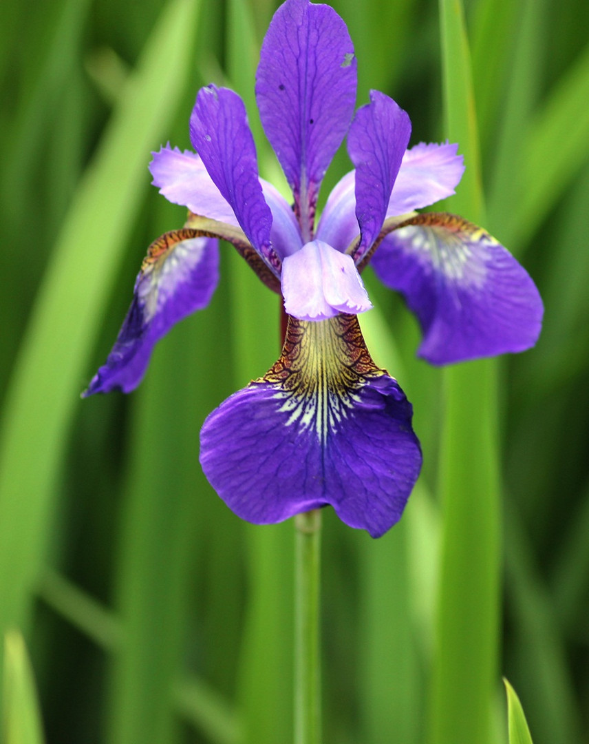 Meine lieblingsblume