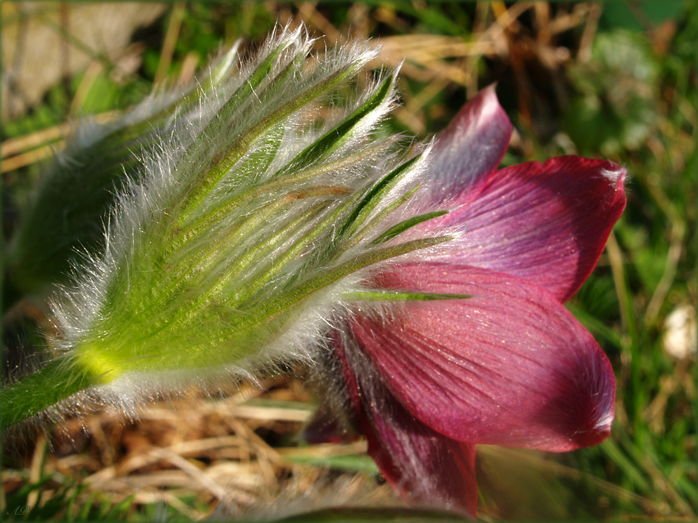 Meine Lieblingsblume