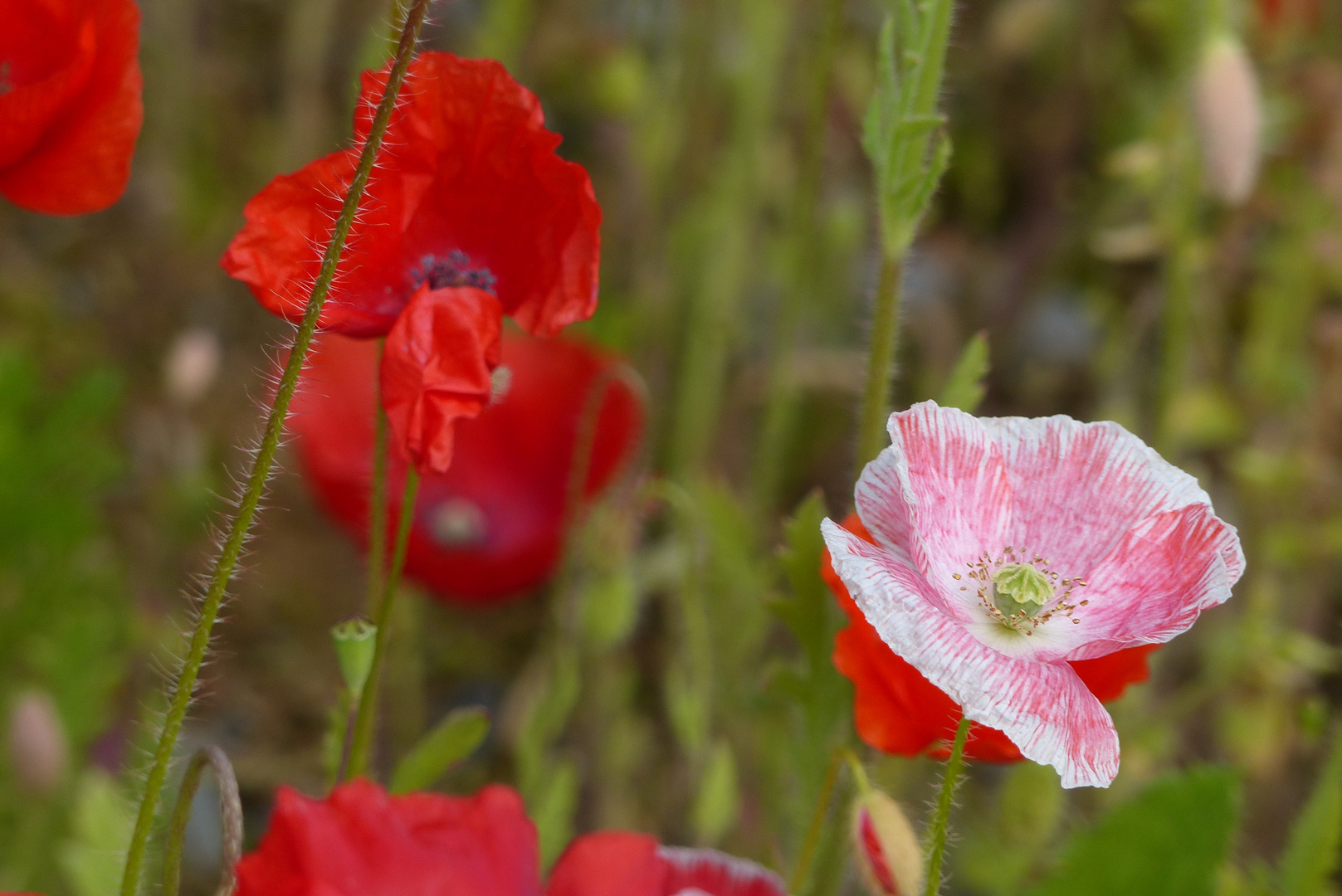 Meine Lieblingsblume