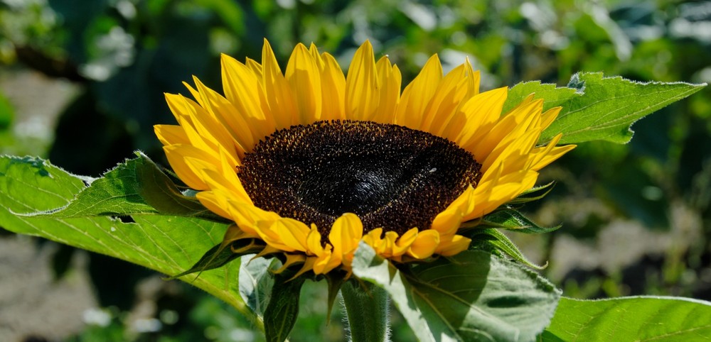 meine Lieblingsblume ... die Sonnenblume