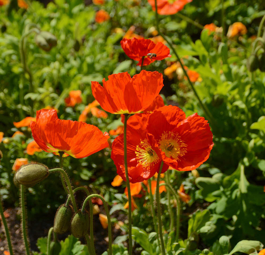 Meine Lieblingsblume