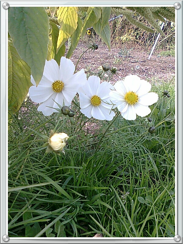 Meine Lieblingsblume habe ich mir eingerahmt