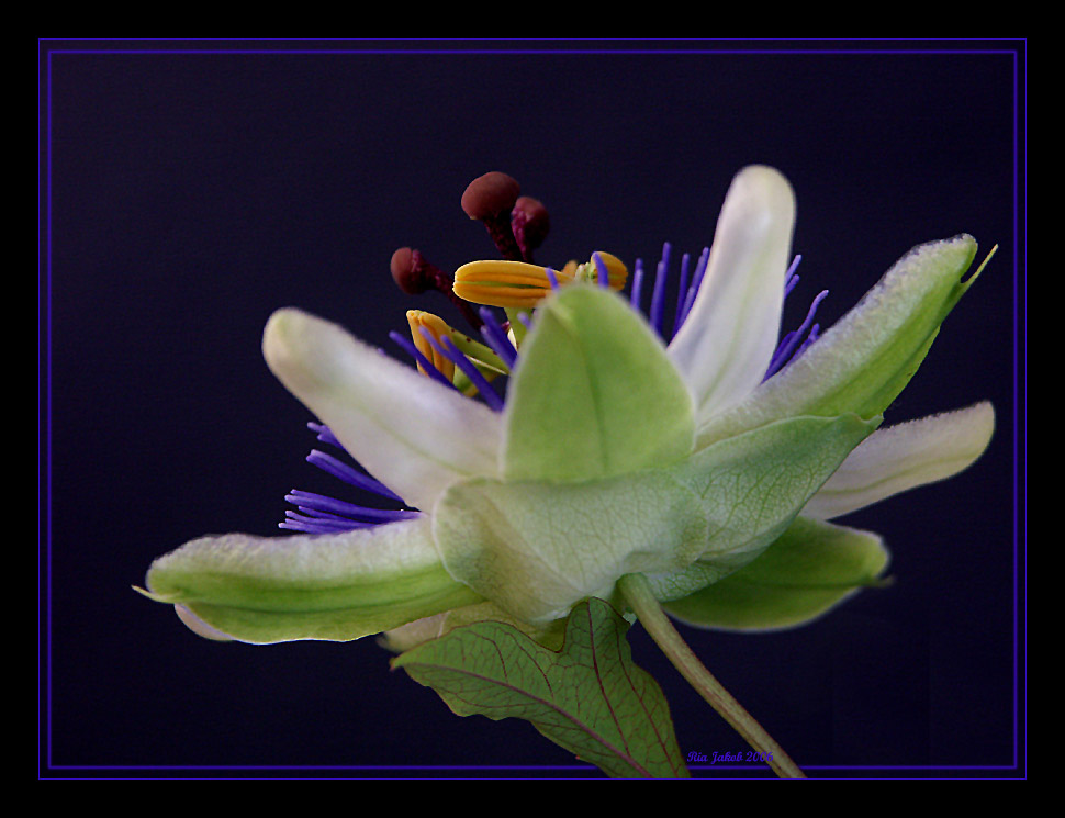 meine lieblingsblume II.............