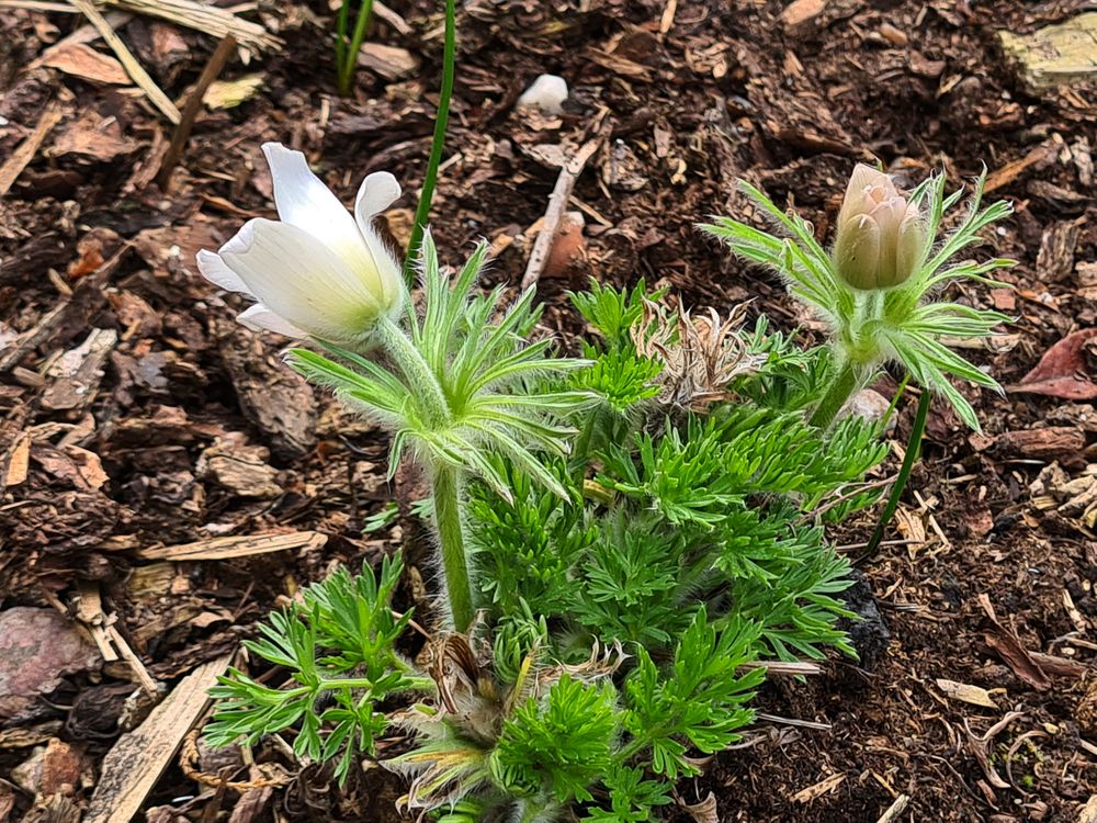 Meine Lieblingsblume im Frühjahr