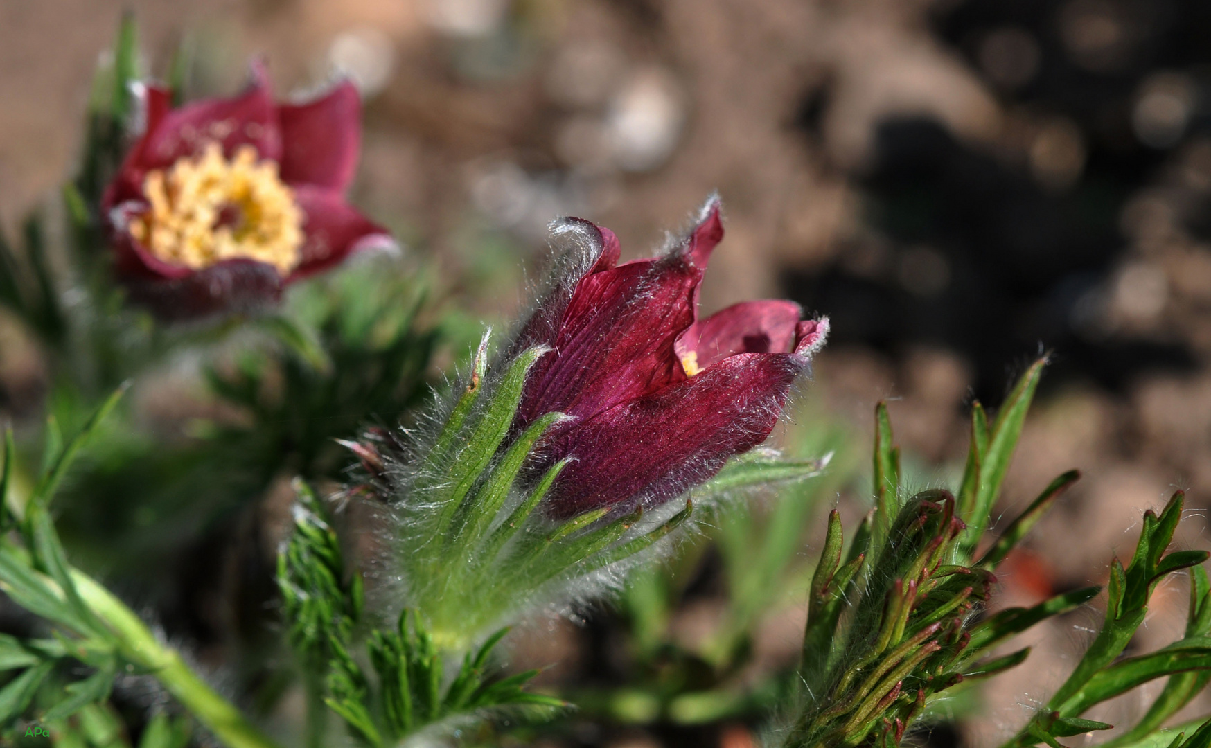 Meine Lieblingsblume im Frühjahr