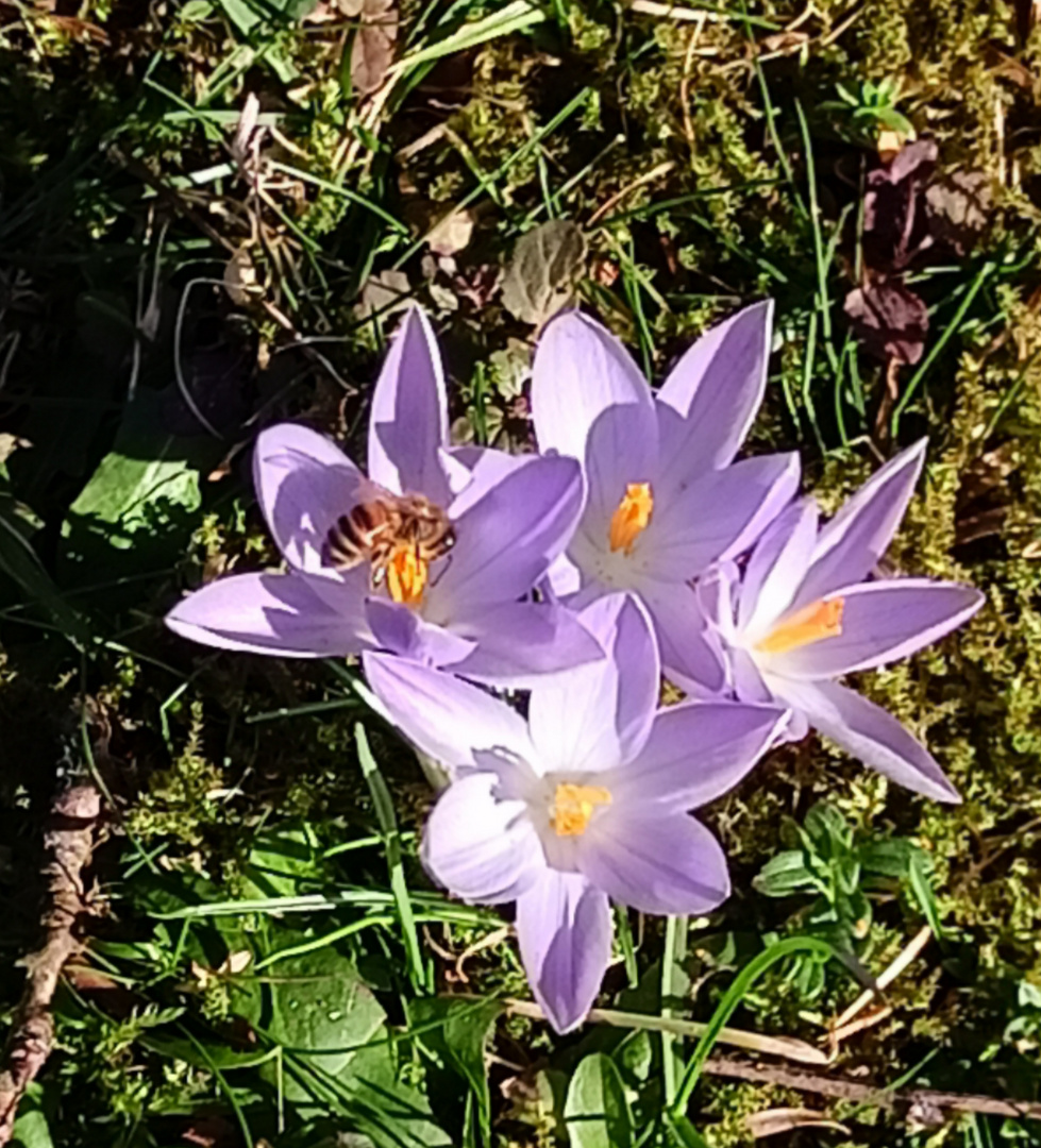 Meine Lieblingsblumen 