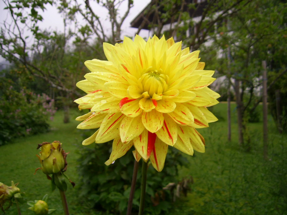 Meine Lieblingsblumen